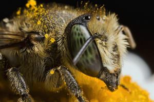 pesticides killing truthdig