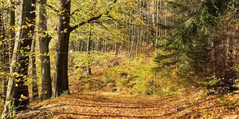 Can Trees Save Us From Climate Change?