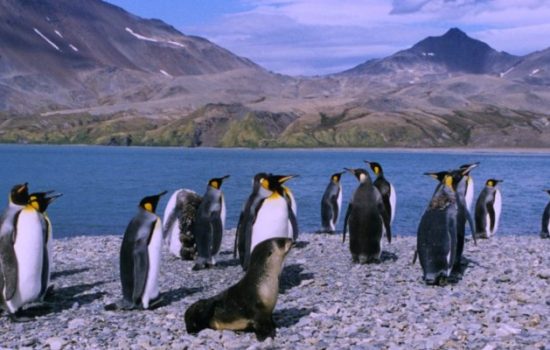 King Penguins Face a Shrinking Realm