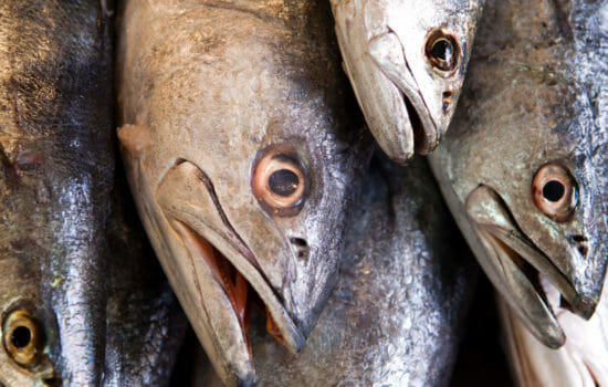 Sense of Smell in Fish Diminishes in Acidic Seas