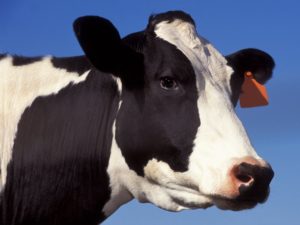 close-up of farm cow