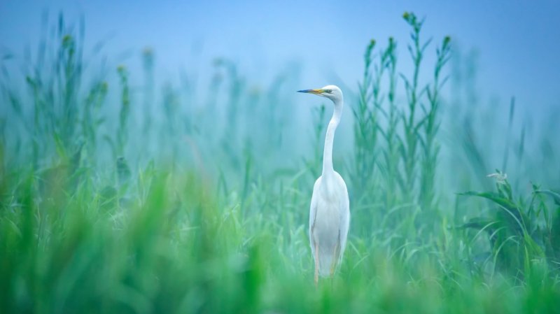 a crane in the wild