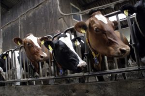 Cows in a factory farm