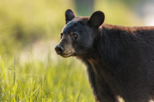 An American black bear.