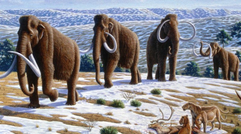 Wooly mammoths.