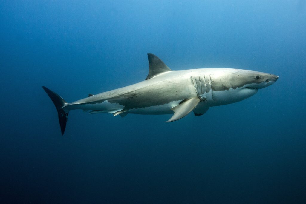 A great white shark in the wild is worth so much more than a bowl of soup.