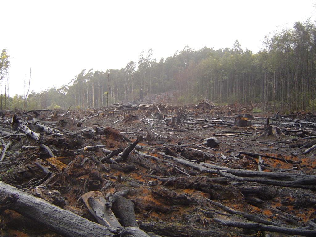 Tree stumps, mud, and trees that have been stripped and cut down litter the foreground with a forest visible far away in the background.