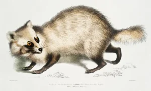Chinese Raccoon Dog