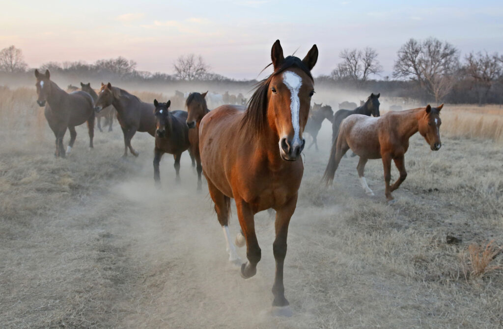 Wild Horses