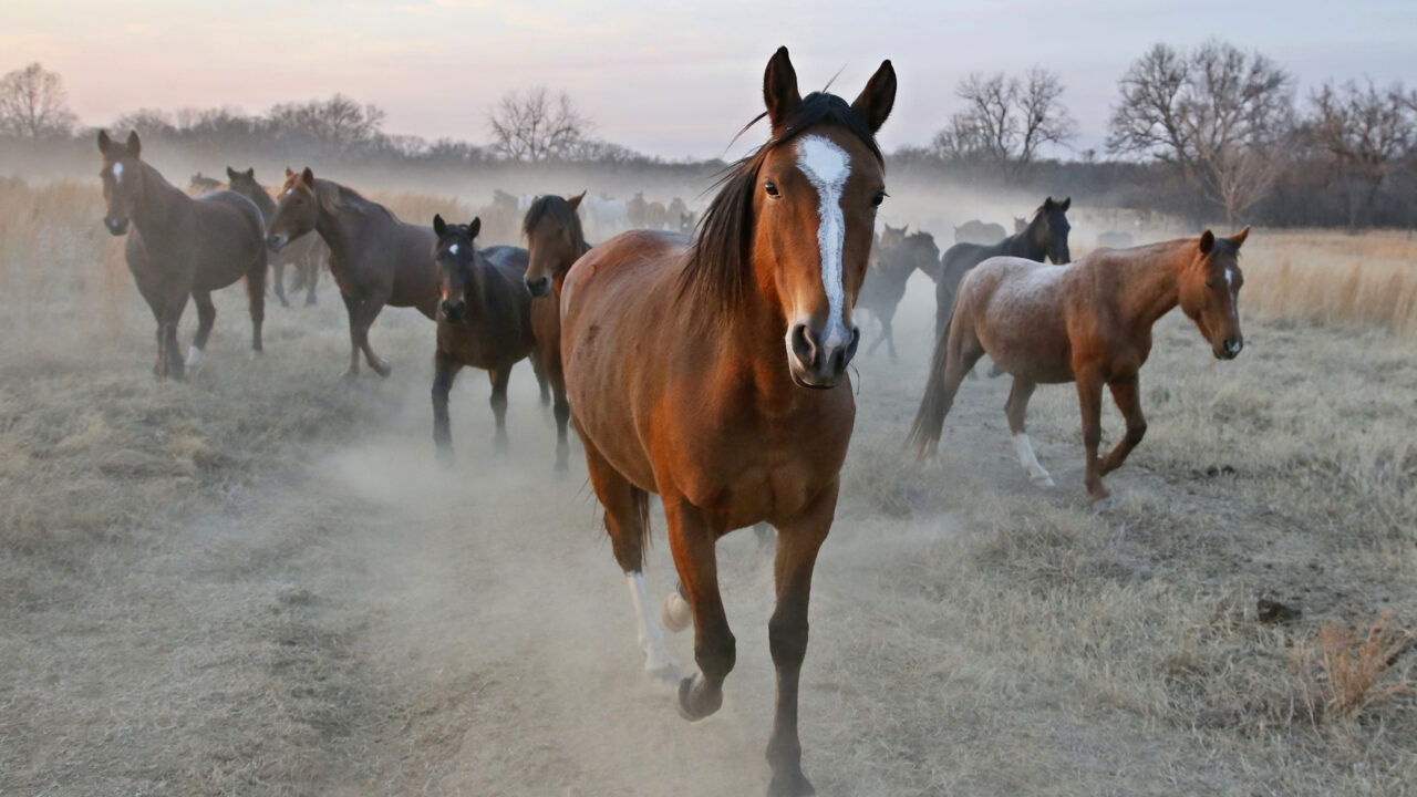 Wild Horses