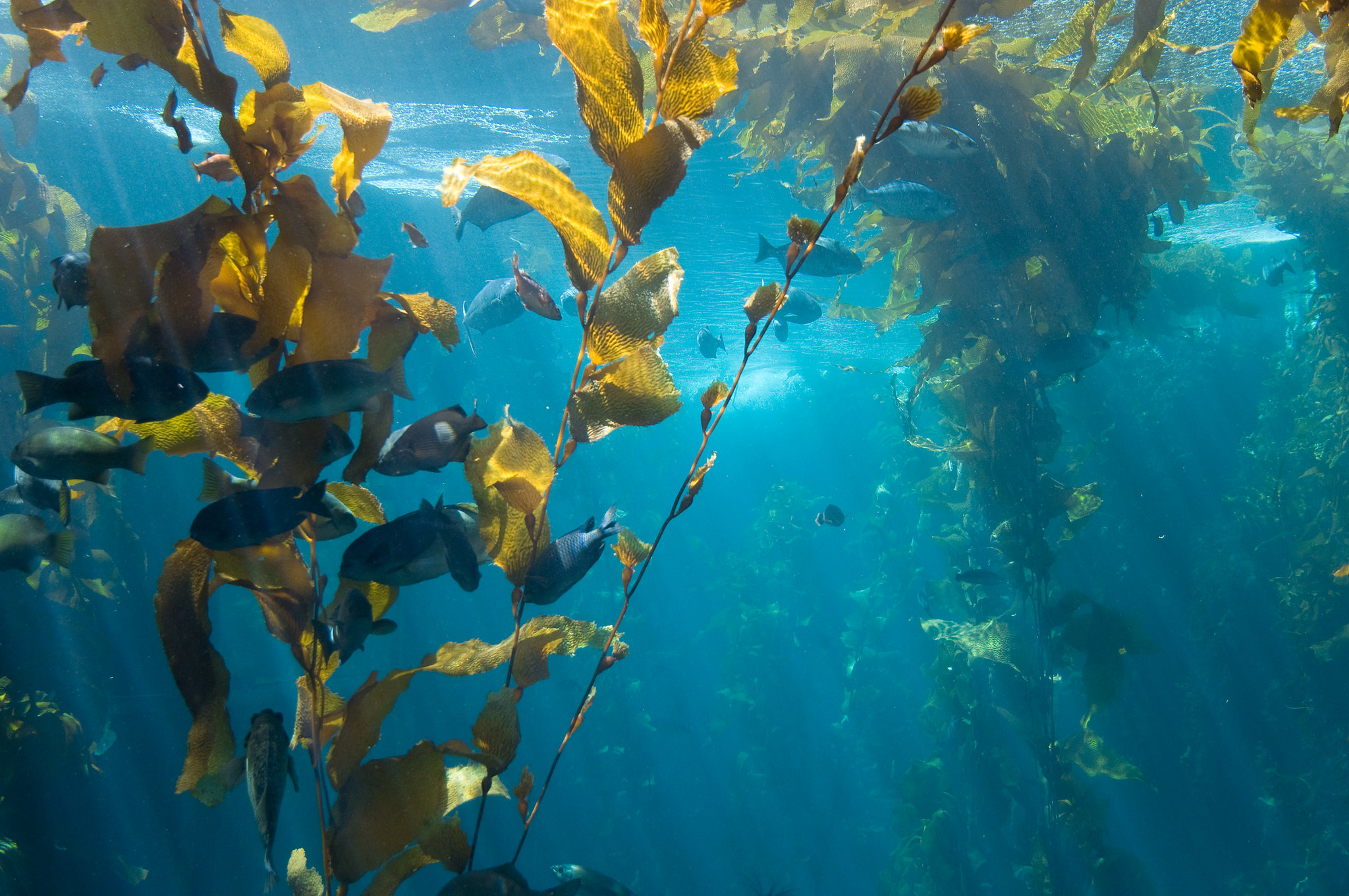 Почему водоросли растут в воде. Аквакультура водорослей. Водоросли келп и морские обитатели. Макроцистис. Подводный "лес"(Kelp Forest).
