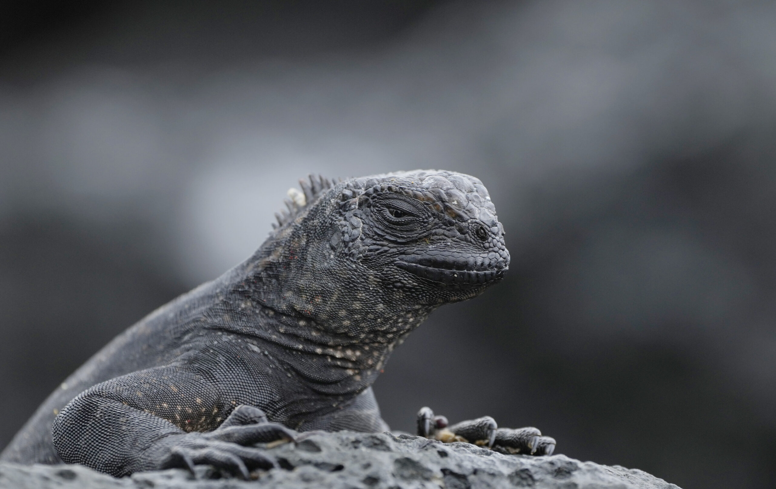Greenwashing Debt in the Galápagos Islands